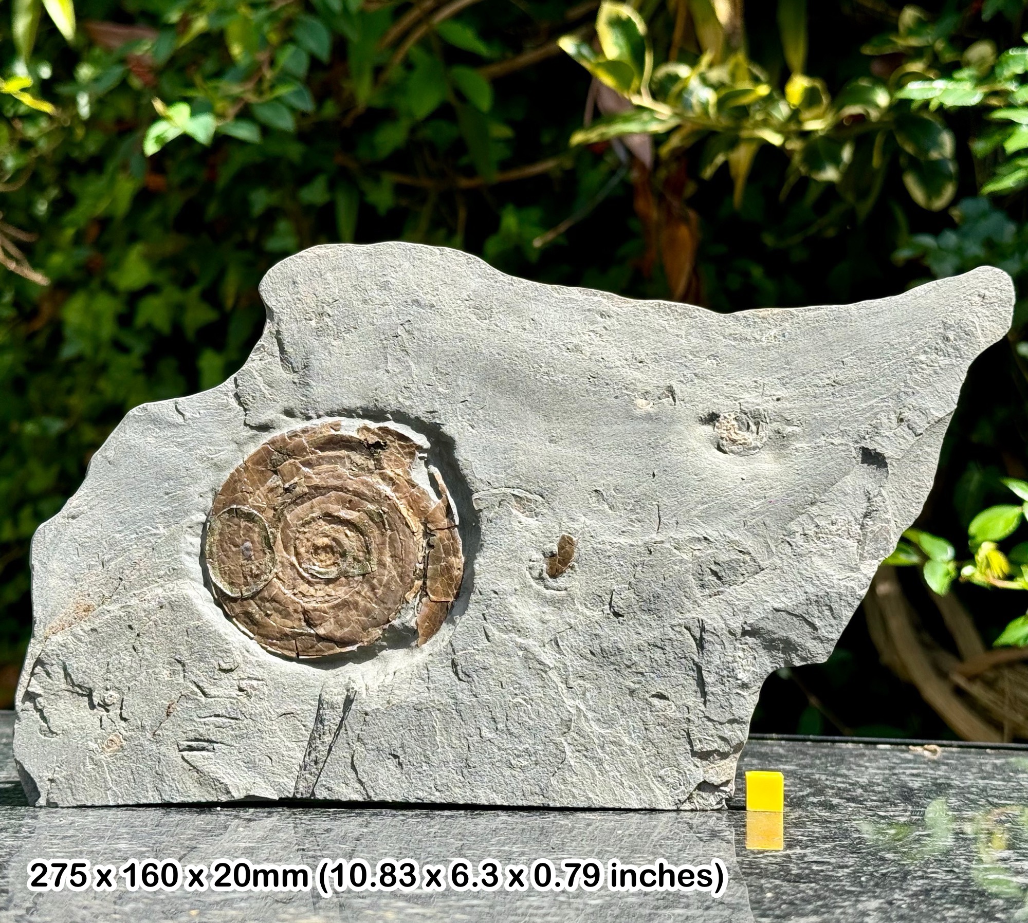 小物１ Caloceras Johnstoni 化石 ジュラ紀 66bca08c6642e42c4c80dda6.jpg