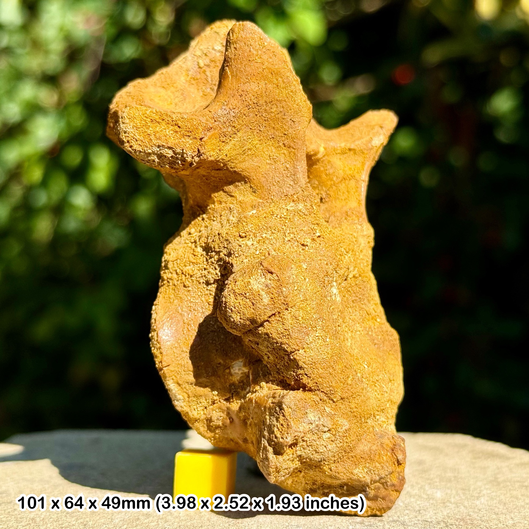 Fossils - (Crocodile Vertebrae Fossil Cretaceous Morocco Kem Kem