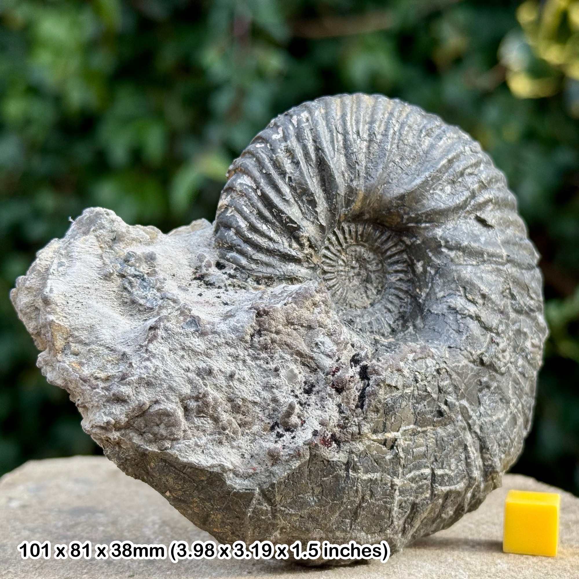 Fossils - (4″ Quenstedtoceras henrici Ammonite Fossil, Callovian, Jurassic,  Cricklade, Wiltshire, UK – Ex Alice Purnell Collection) - UK Fossils