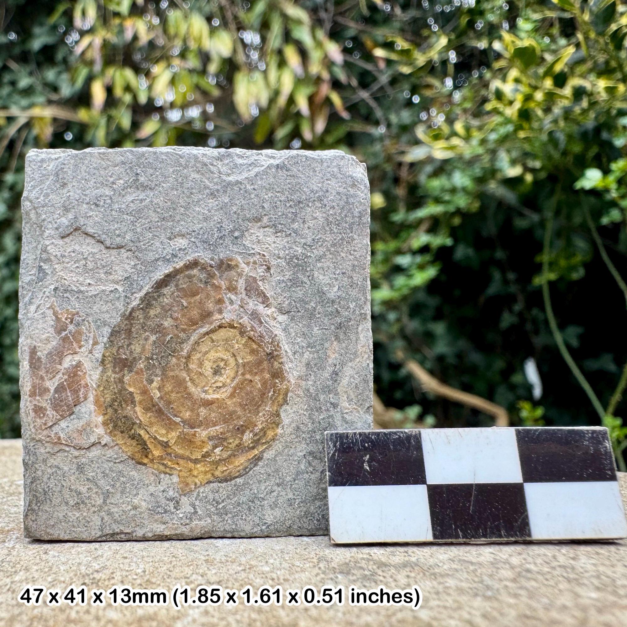小物１ Caloceras Johnstoni 化石 ジュラ紀 Fossils - (Iridescent caloceras johnstoni ammonite fossil