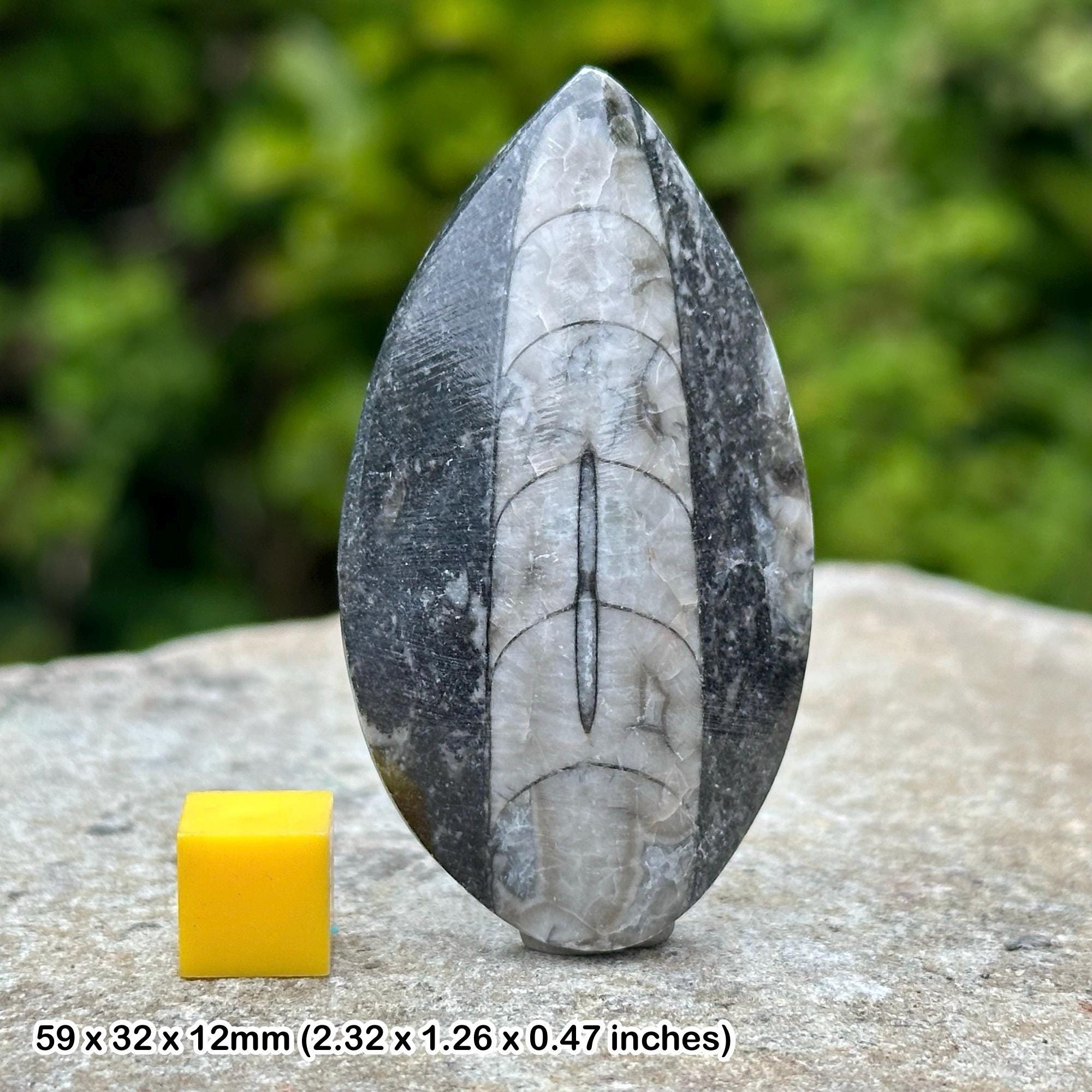 Orthoceras Fossil Specimen - 145g Polished Straight Horn Squid From Morocco, 240-500 Million Years