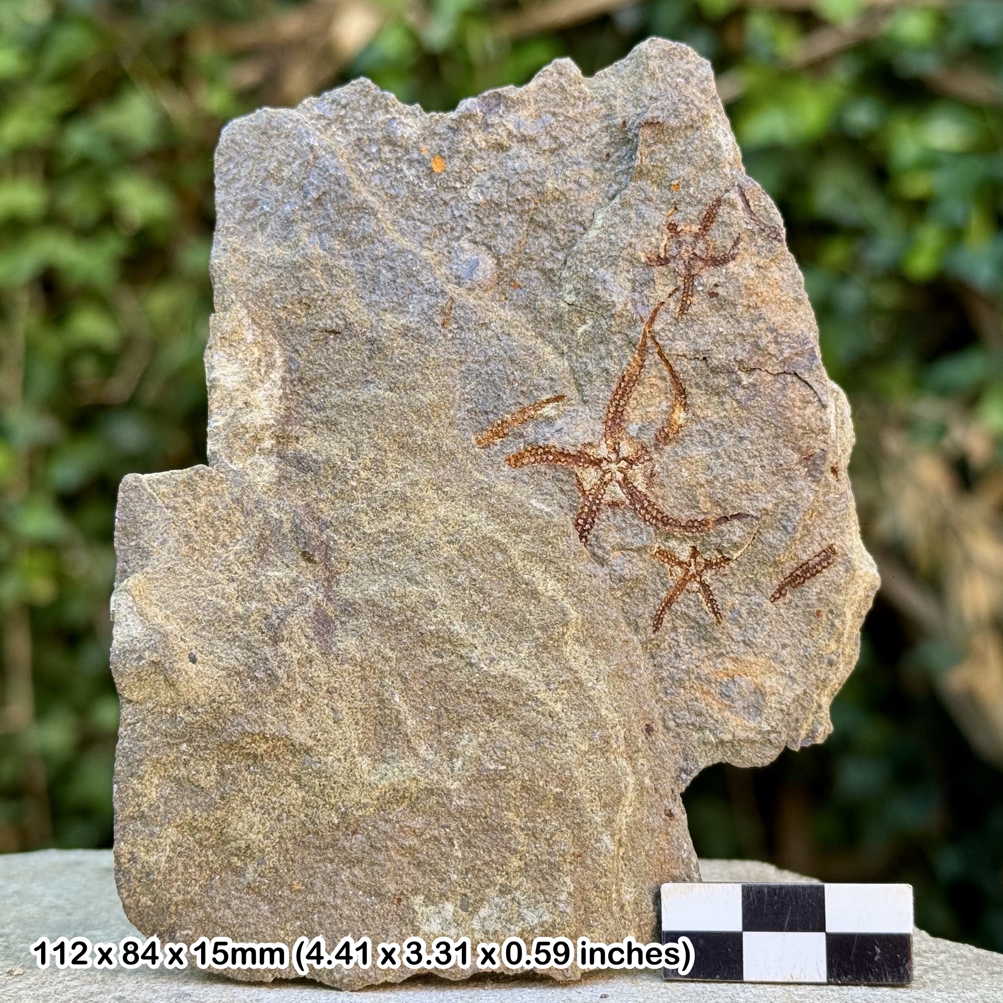 682738d41836dee683d4f7ac.jpg – UK Fossils