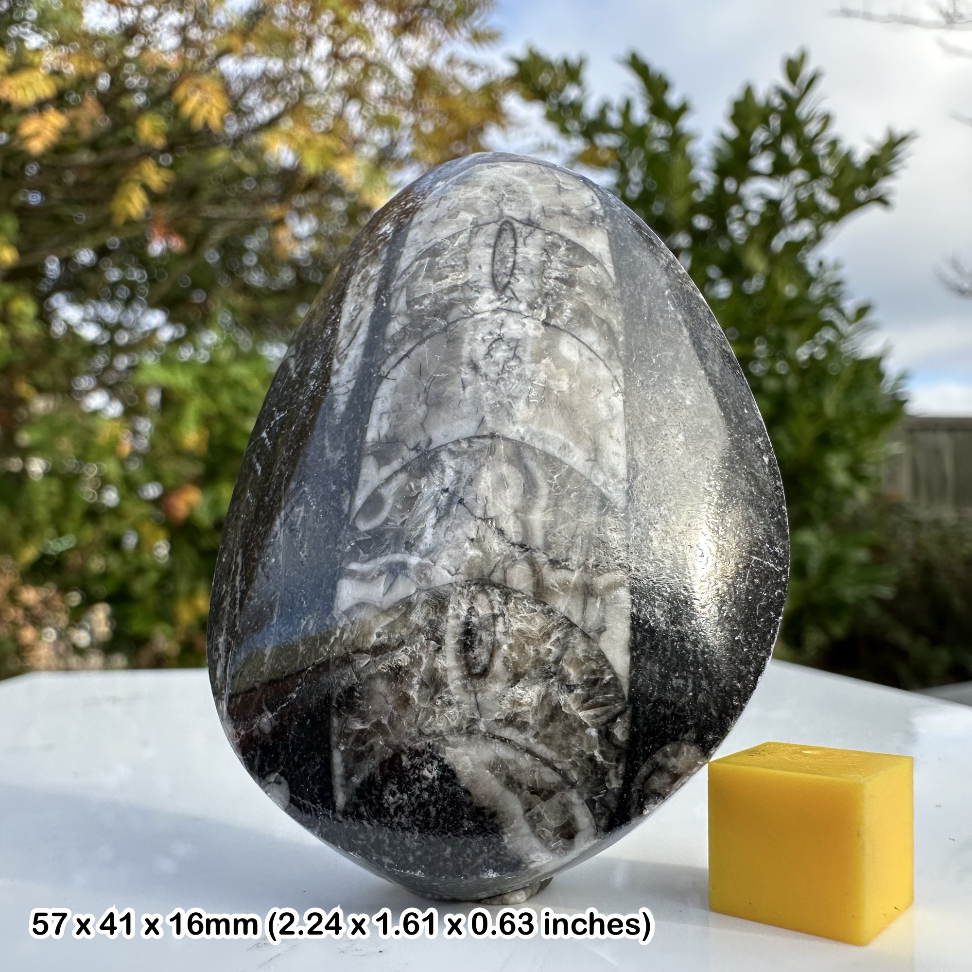 Fossils - (Orthoceras fossil – 400 million year old nautiloid cephalopod –  devonian era – morocco – authentic straight shell fossil with certificate)  - UK Fossils